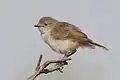 Chestnut-rumped thornbill (Sturt Desert, NSW).