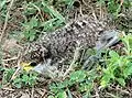 Young birds crouch and lie still and are well camouflaged