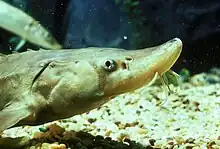 A young lake sturgeon (Acipenser fulvescens)