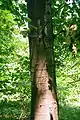 Young red oak bark