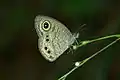 Underside, wet-season form