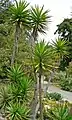 Yucca aloifolia at the San Francisco Botanical Garden