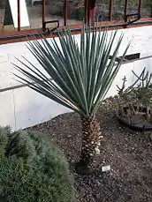 Mountain yucca(Schott's yucca)