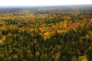 West Siberian taiga