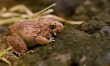 Lateral view