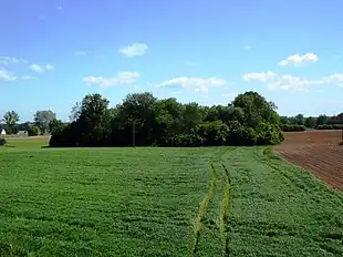 A patch of dense tree coverage surrounded by flat grassy ground.