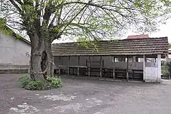 Zapis - Sacred Tree, Mulberry in village Donji Račnik, municipality Jagodina, Serbia