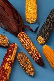 Image 40Examples of the diversity of maize (from Mesoamerica)