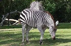 Zebras