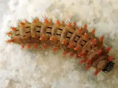 Caterpillar