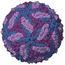 Zika virus capsid