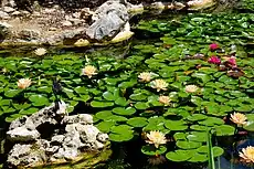 Isamu Taniguchi Japanese Garden Lily Pond