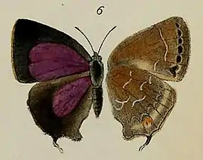 Museum specimen