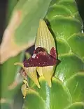 Zingiber officinale flowers