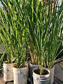 Zizania latifolia in cultivation in Flushing, NY