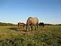 Horses grazing