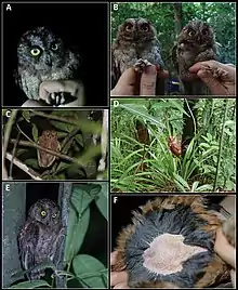 A collage of photos of the owl species Otus bikegila