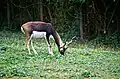 Blackbuck antelope