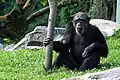 Chimpanzee in open-air area of the primate house