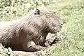 Capybara