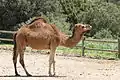 Camel