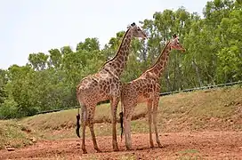 Giraffes