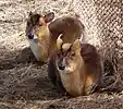 Muntjac