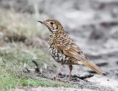 Bassian thrush at Bruny island, Tasmania