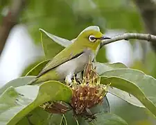 Z. p. williamsoni, Singapore