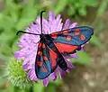 Zygaena transalpina on Knautia