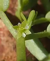 Flower of Roepera ammophila.