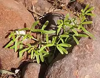 Flower of Roepera ammophila in habit, Australia