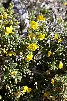 Roepera spinosa. Coastline of Namaqua National Park.