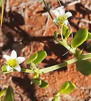 Roepera tesquorum from Australia.