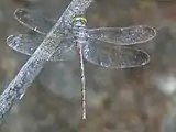 Adult female