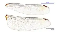 Female wings