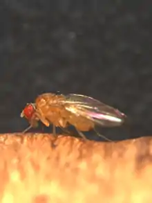 "Drosophila neotestacea"