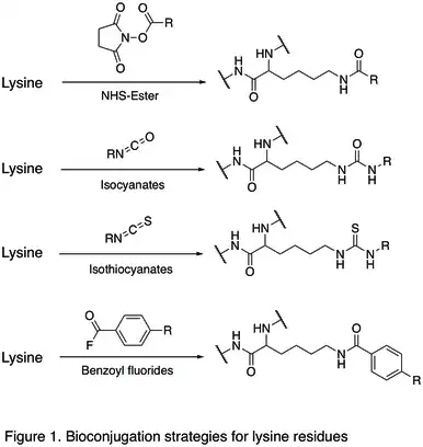 Figure 1. Bioconjugation strategies for lysine residues.png