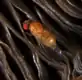 A D. neotestacea female on the gills of a mushroom