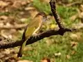 Mountain Bulbul