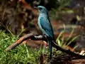 Verditer Flycatcher Female