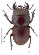 Geodorcus helmsi