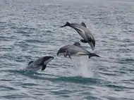 Hector's Dolphins off Cloudy Bay, New Zealand