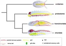 Image of different body plans in a cnidarian from Holland et al.'s 2013 paper