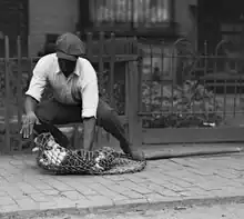 Black and white photo of an animal control officer (then known as a dog-catcher) restraining a stray cat in 1924.