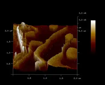 Conductive atomic force microscopy image of human substantia nigra pars compacta (SNc) tissue