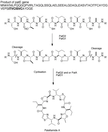 Patellamidebiosynthesis