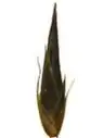 Spikelet