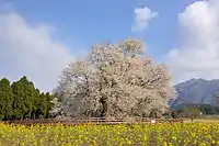 一心行的大櫻花樹與油菜花叢