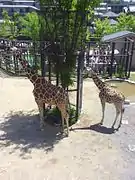 男主角寫生的京都市動物園。